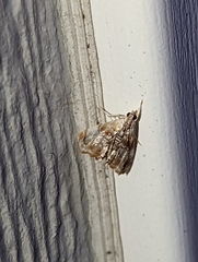 Dicymolomia