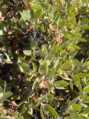 Arctostaphylos columbiana