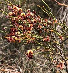 Daviesia brevifolia