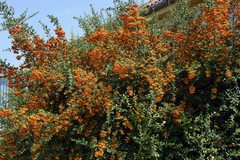 Pyracantha angustifolia
