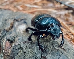 Geotrupes balyi