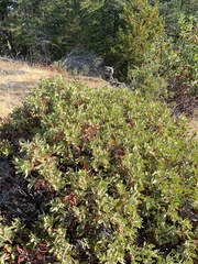 Arctostaphylos columbiana