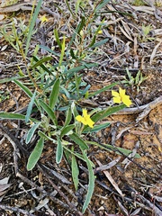 Goodenia willisiana