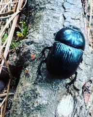 Geotrupes balyi