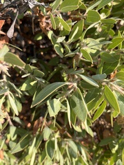 Arctostaphylos columbiana