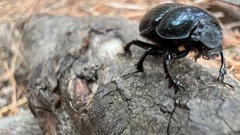 Geotrupes balyi