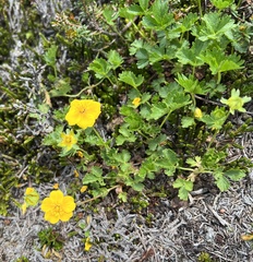 Potentilla flabellifolia