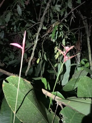 Heliconia