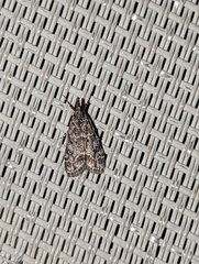 Eudonia heterosalis
