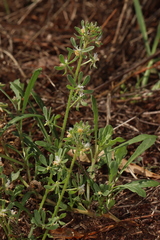 Reseda phyteuma