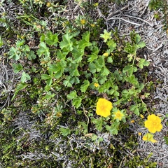 Potentilla flabellifolia