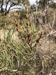 Allocasuarina mackliniana