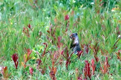 Urocitellus columbianus