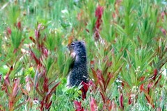 Urocitellus columbianus