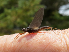 Leptophlebia cupida