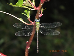 Coryphaeschna adnexa