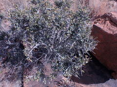 Euclea crispa ovata