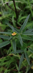 Stylosanthes fruticosa