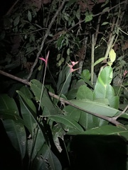 Heliconia