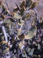 Euclea crispa ovata