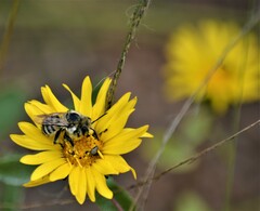 Megachile perihirta