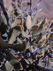 Euclea crispa ovata