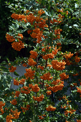 Pyracantha angustifolia