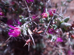 Ruschia intricata