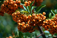 Pyracantha angustifolia