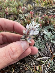 Lupinus lepidus lobbii