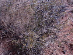 Dodonaea viscosa
