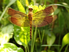 Neurothemis taiwanensis