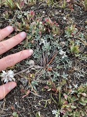 Lupinus lepidus lobbii