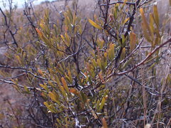 Dodonaea viscosa