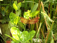Neurothemis taiwanensis