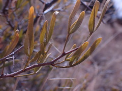 Dodonaea viscosa