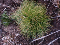 Isolepis