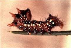 Psalidostetha banksiae