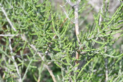 Cylindropuntia leptocaulis