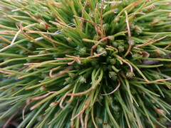 Isolepis