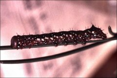 Psalidostetha banksiae