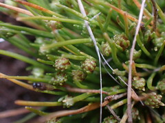 Isolepis