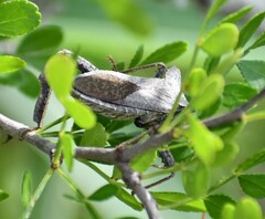 Acanthocephala alata