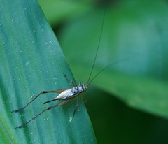 Nisitrus