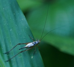 Nisitrus