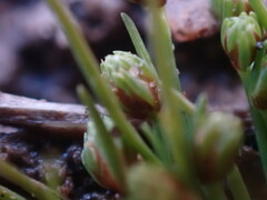 Isolepis