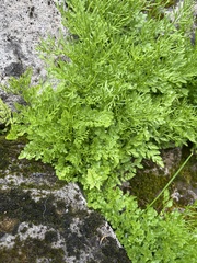 Cryptogramma cascadensis