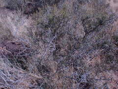 Dodonaea viscosa