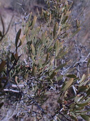 Dodonaea viscosa