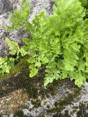 Cryptogramma cascadensis